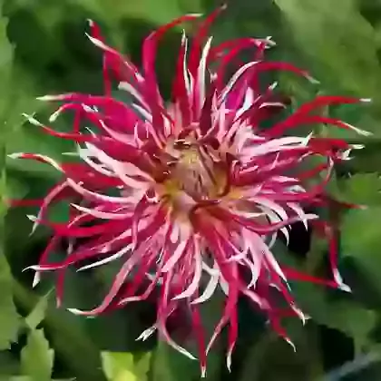 Hollyhill Spiderwoman